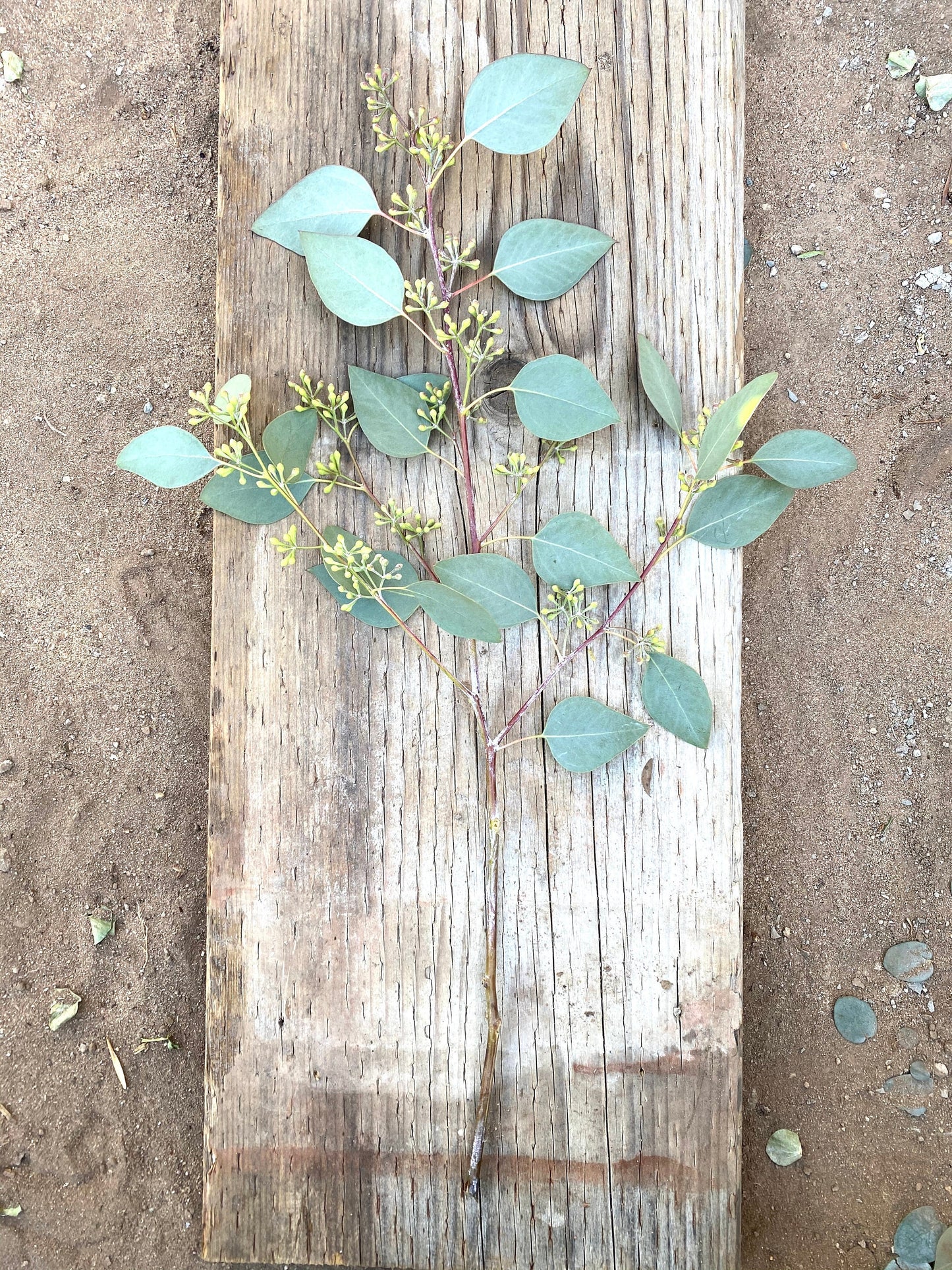 Fresh Seeded Eucalyptus Silver Dollar For Shower and Home Decor DIY wedding Bunch or Bundle Christmas greens