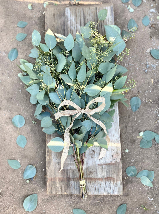 Fresh Seeded Eucalyptus Silver Dollar For Shower and Home Decor DIY wedding Bunch or Bundle Christmas greens