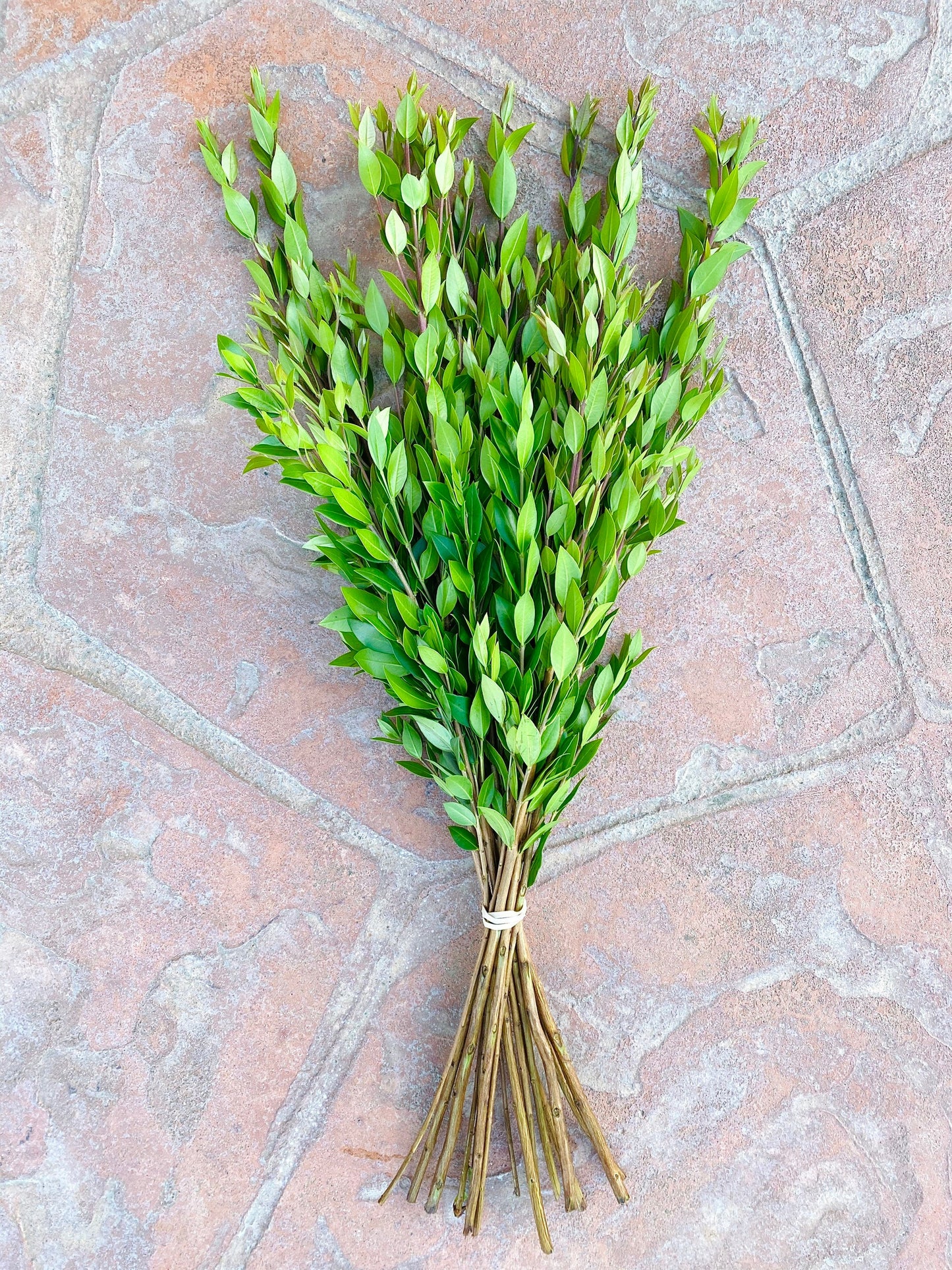 Fresh Myrtle Greenery Bunch for Home Bundle Decor and DIY Wedding, Aromatic, Office, Kitchen, Fall, Autumn, Centerpiece.