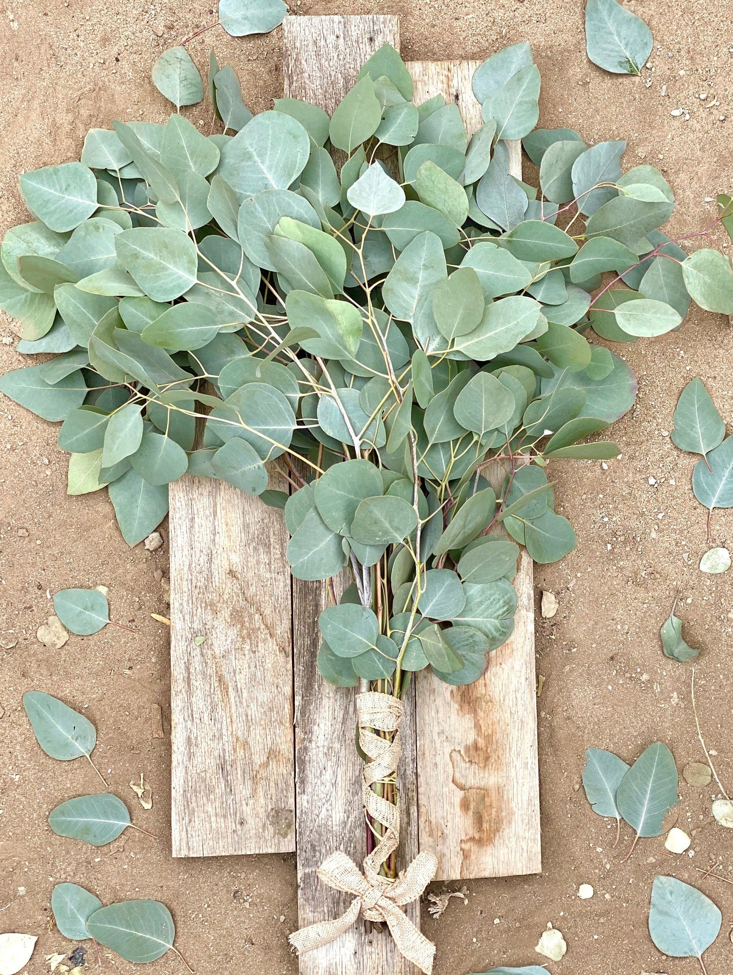 Fresh Silver Dollar Gumdrop Bundle Eucalyptus Bunch For Shower, Party, Wedding Decor, Gift, Aromatic, Spring, Summer.