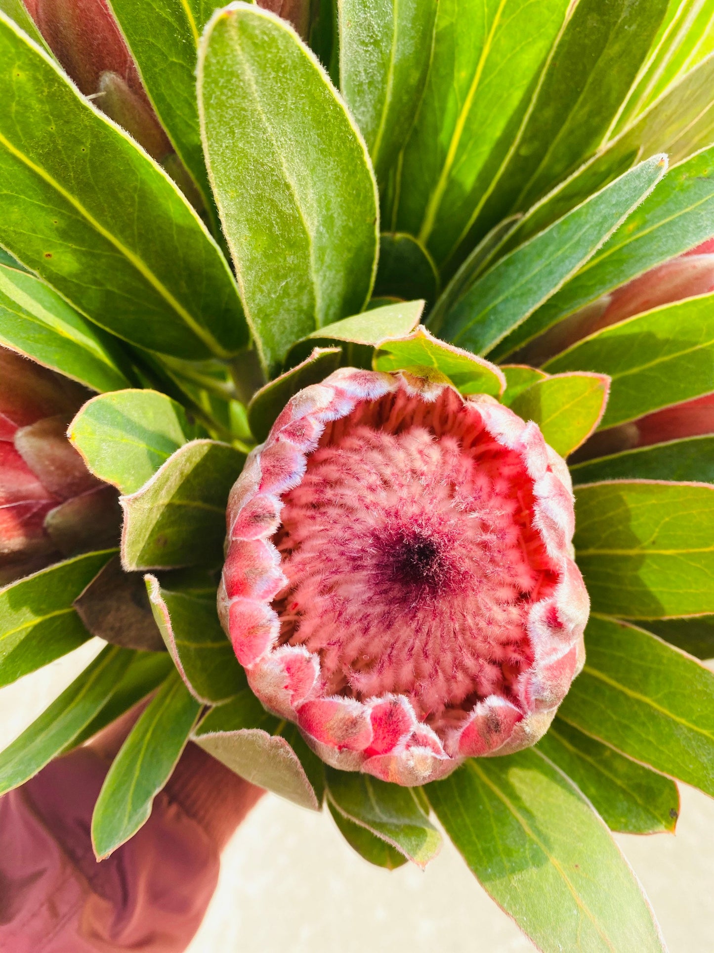 Fresh Queen Protea Flower pink ice protea for Decor and Events Weddings Flower stems bunch bouquet, flower bouquet, Valentines gift flowers