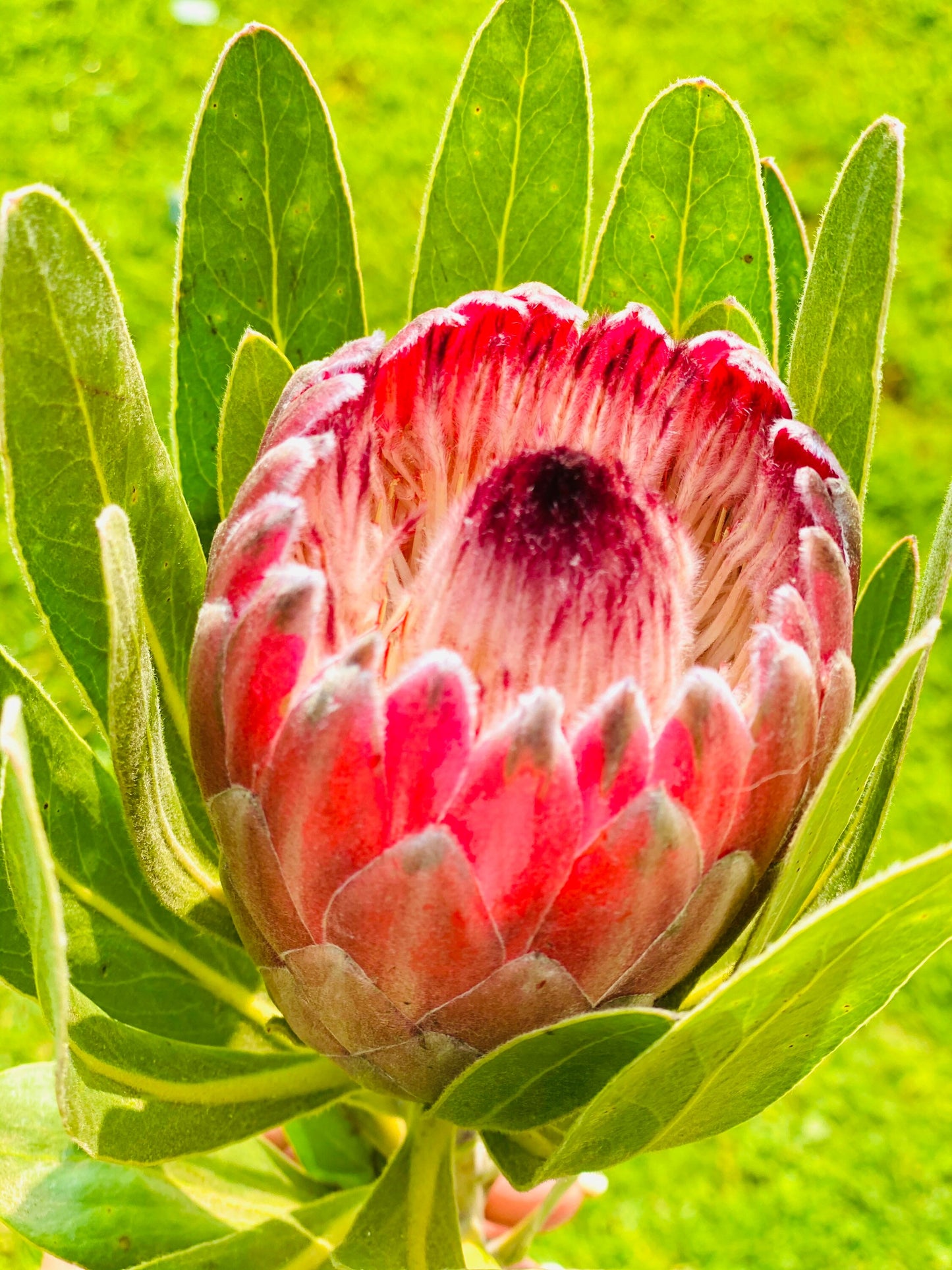 Fresh Queen Protea Flower pink ice protea for Decor and Events Weddings Flower stems bunch bouquet, flower bouquet, Valentines gift flowers