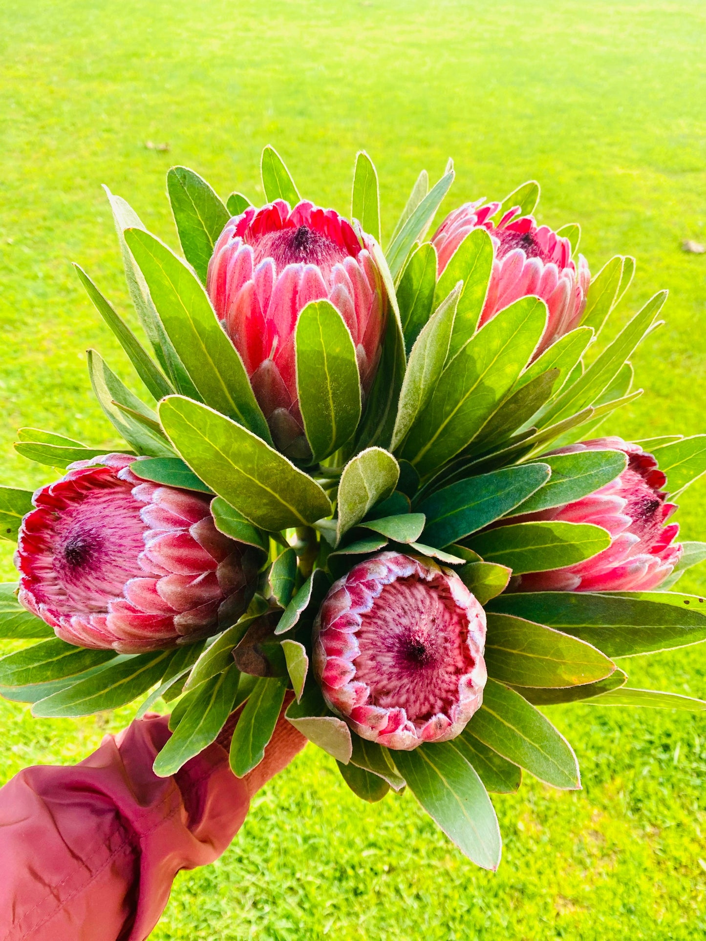 Fresh Queen Protea Flower pink ice protea for Decor and Events Weddings Flower stems bunch bouquet, flower bouquet, Valentines gift flowers