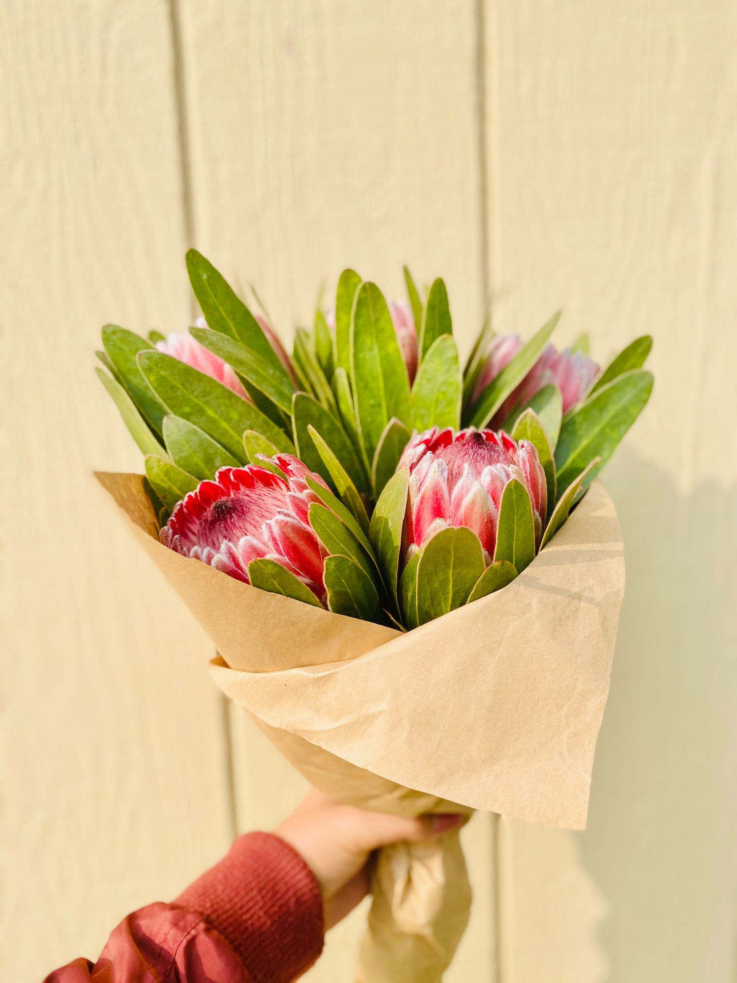 Fresh Queen Protea Flower pink ice protea for Decor and Events Weddings Flower stems bunch bouquet, flower bouquet, Valentines gift flowers