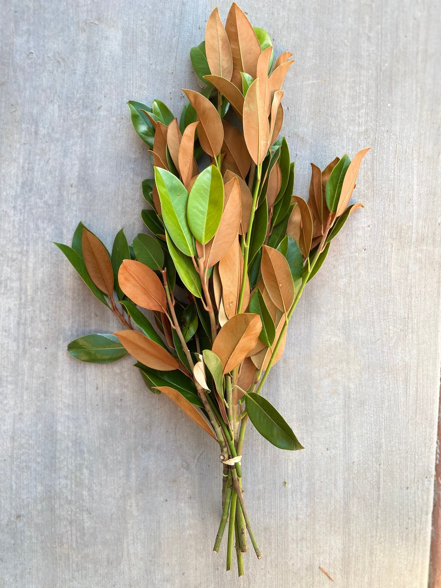 Fresh Real large Magnolia Bunch, Home decor rustic thanksgiving fall winter western minimalistic decor bundle diy Christmas greens