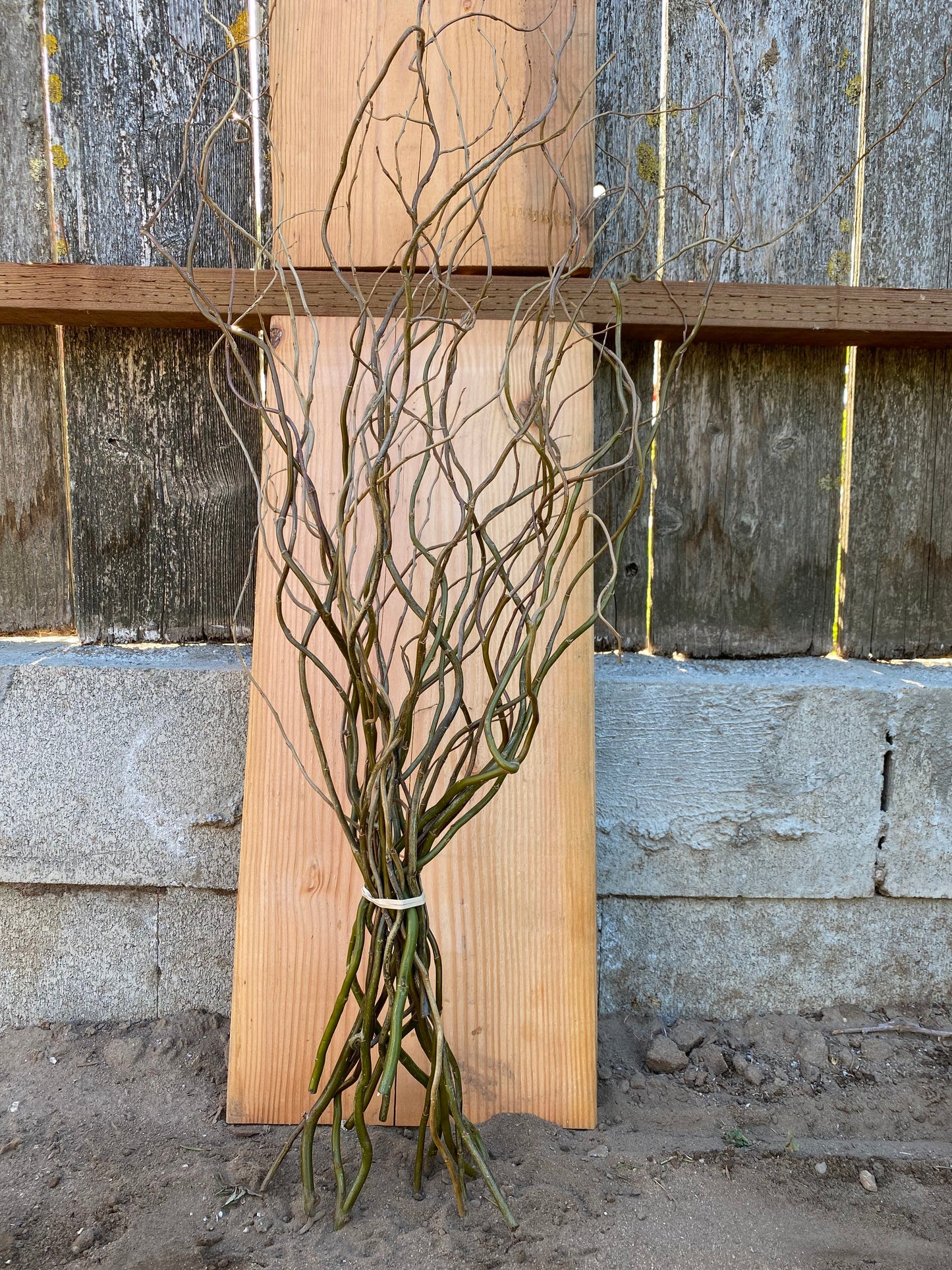 Fresh Real Curly Willow bundle, centerpiece, wedding decor, home decor, fall rustic, flower arrangement, spring, summer.