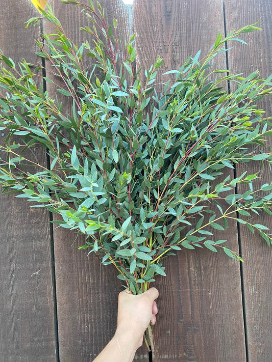 Fresh Parvifolia Eucalyptus bundle, decorative greenery, aromatherapy, centerpiece, weeding party and home decor