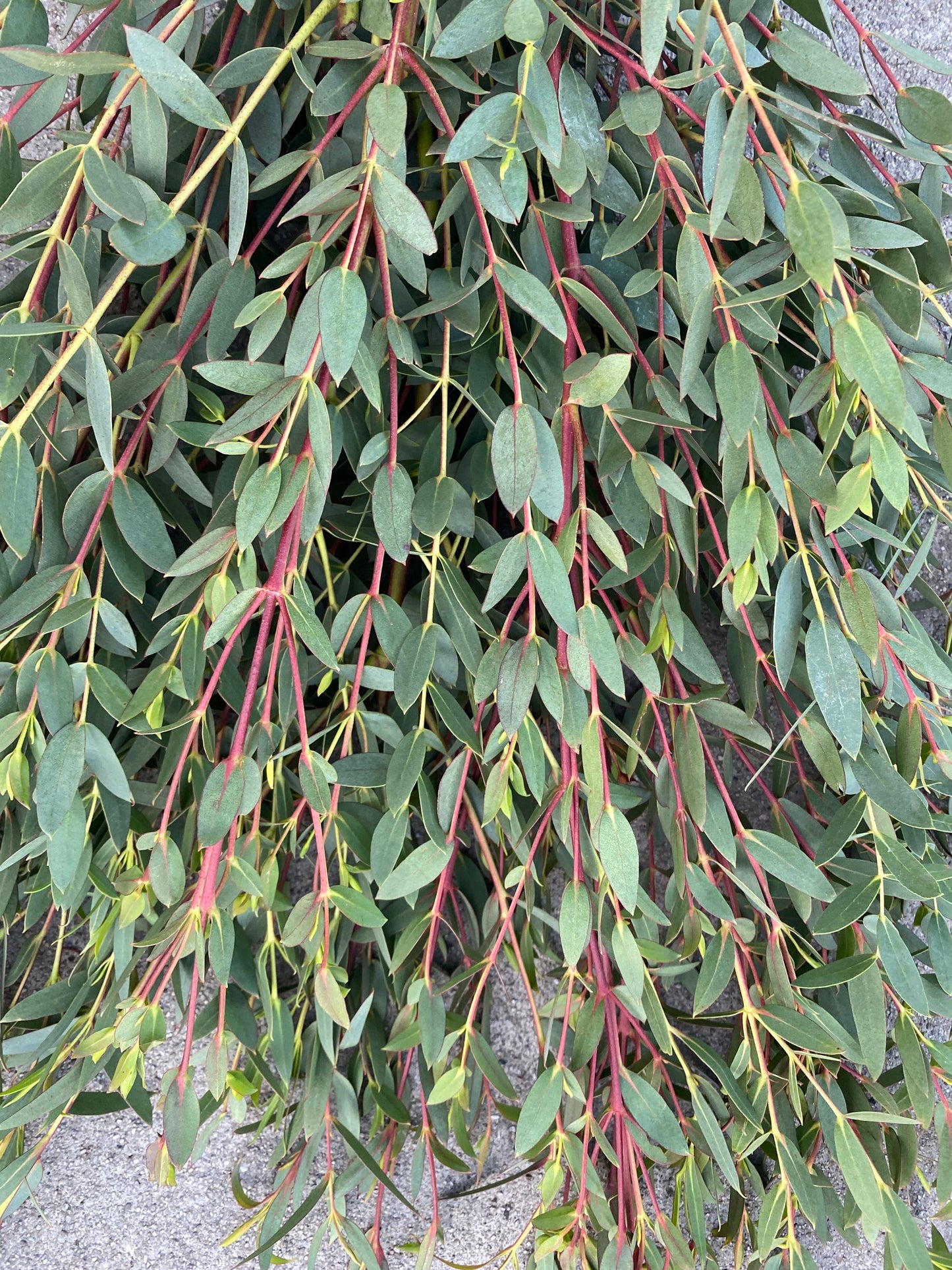 Fresh Parvifolia Eucalyptus bundle, decorative greenery, aromatherapy, centerpiece, weeding party and home decor