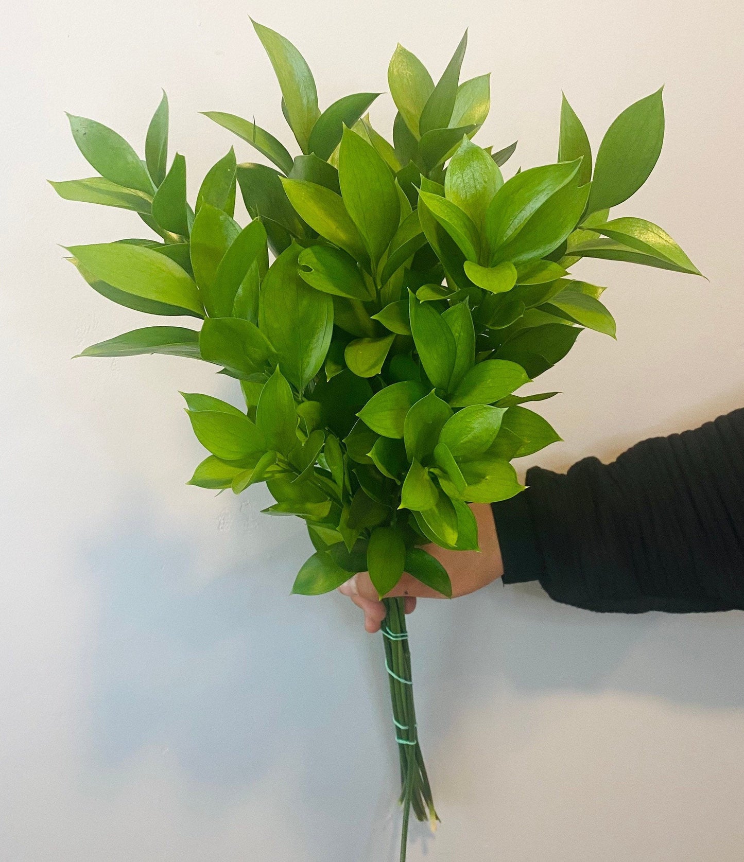 Freshly Cut Israeli Ruscus Bundle (10-12 stems) Greenery for party, event, wedding decor, long lasting foliage Christmas greens winter gift