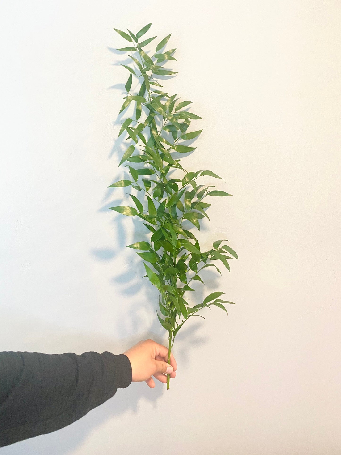 Freshly Cut Italian Ruscus Bundle (5 bushy stems) Greenery for party, event, wedding decor. Long lasting foliage, Aromatic, Thanksgiving