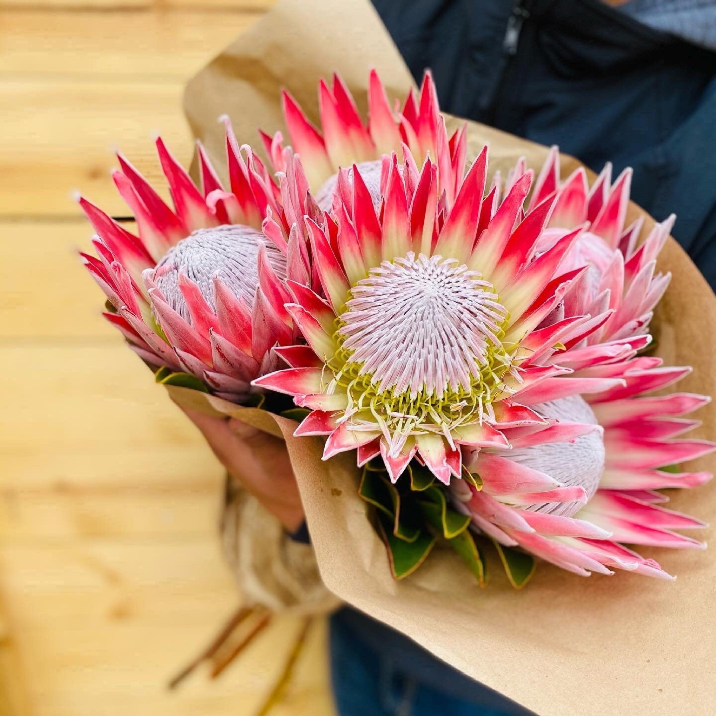 FRESH REAL king protea rare exotic flower home decor gift easter wedding decor party birthday decorations bridal bouquet valentines day gift