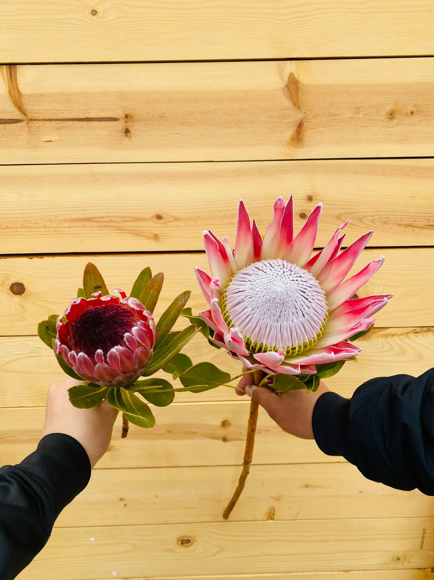 FRESH REAL king protea rare exotic flower home decor gift easter wedding decor party birthday decorations bridal bouquet valentines day gift