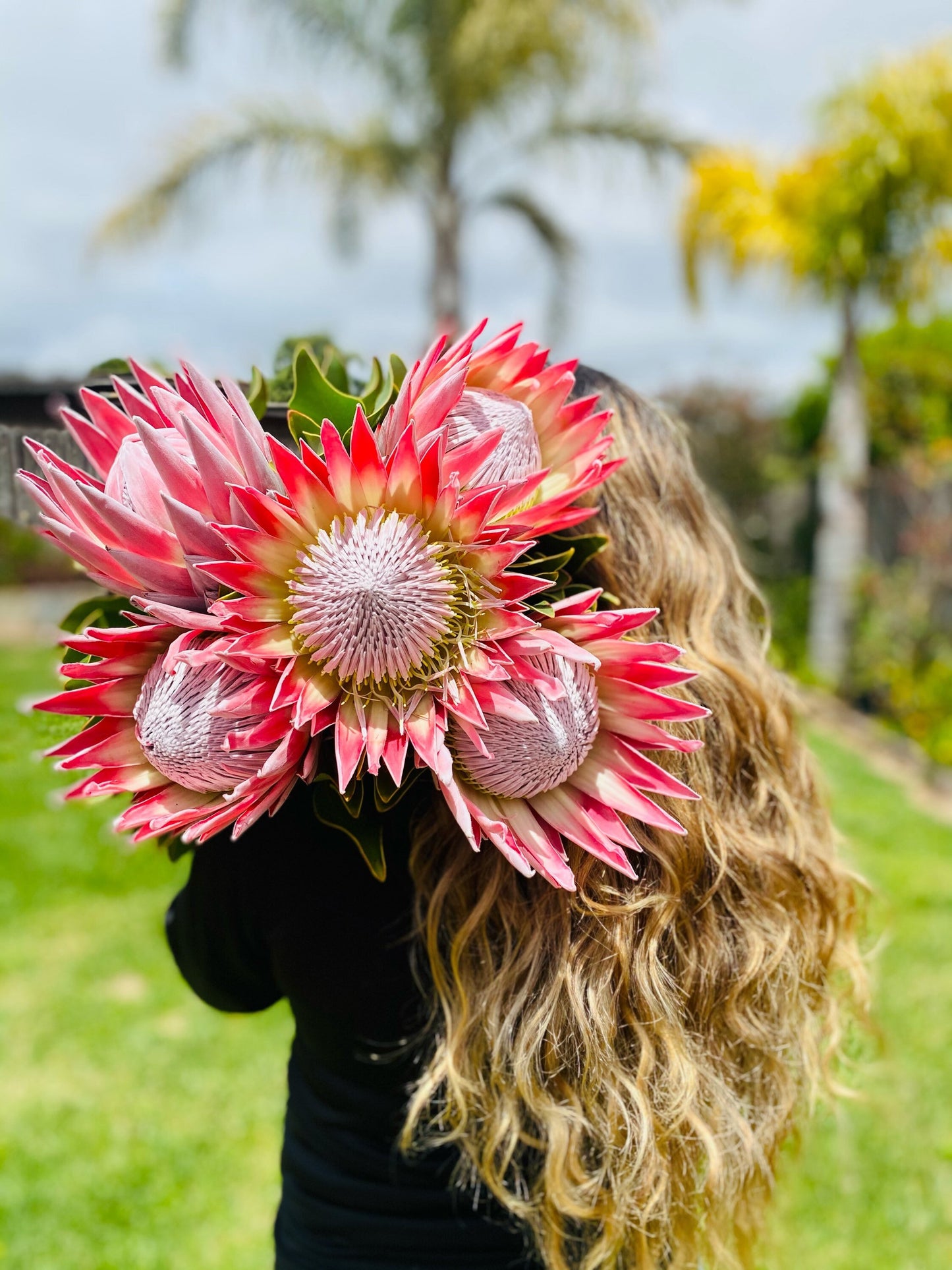 FRESH REAL king protea rare exotic flower home decor gift easter wedding decor party birthday decorations bridal bouquet valentines day gift