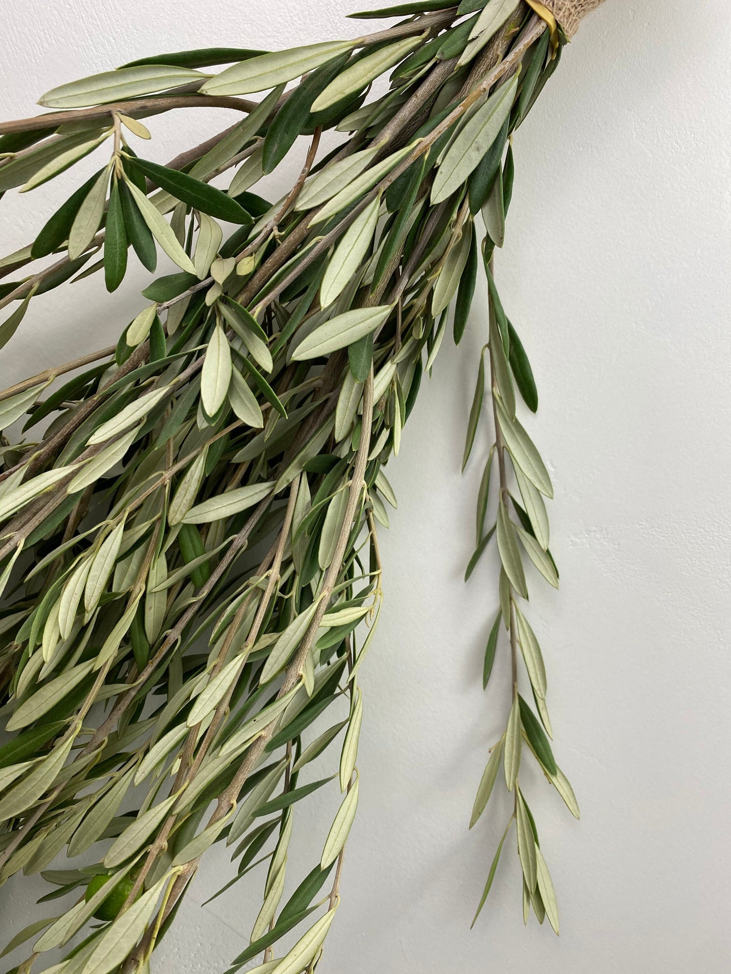 Fresh olive branches perfect for home decor olive tree bundle. Aromatic, DIY, Wedding, Aromatic, Fall, Autumn, Thanksgiving Decor.