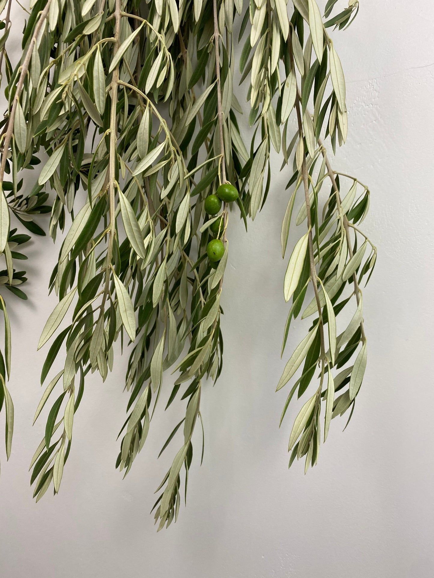 Fresh olive branches perfect for home decor olive tree bundle. Aromatic, DIY, Wedding, Aromatic, Fall, Autumn, Thanksgiving Decor.