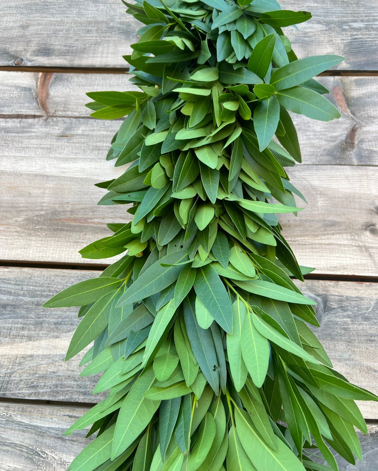 Fresh Bayleaf Laurel Garland, Table Runner, Centerpiece, Aromatic, Green, Gift, Spring, Easter, Wedding Decor, Dinner, Party