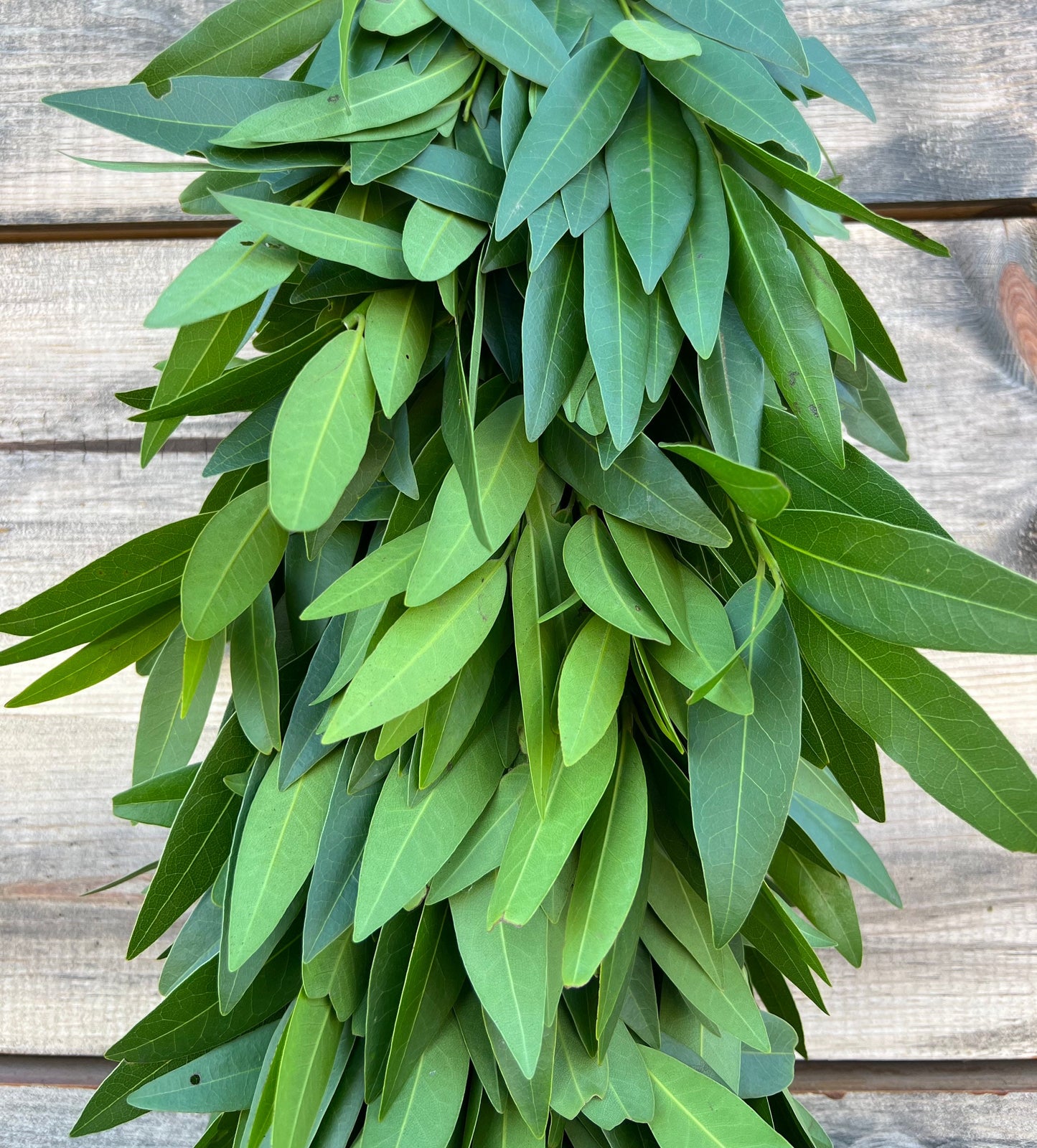 Fresh Bayleaf Laurel Garland, Table Runner, Centerpiece, Aromatic, Green, Gift, Spring, Easter, Wedding Decor, Dinner, Party