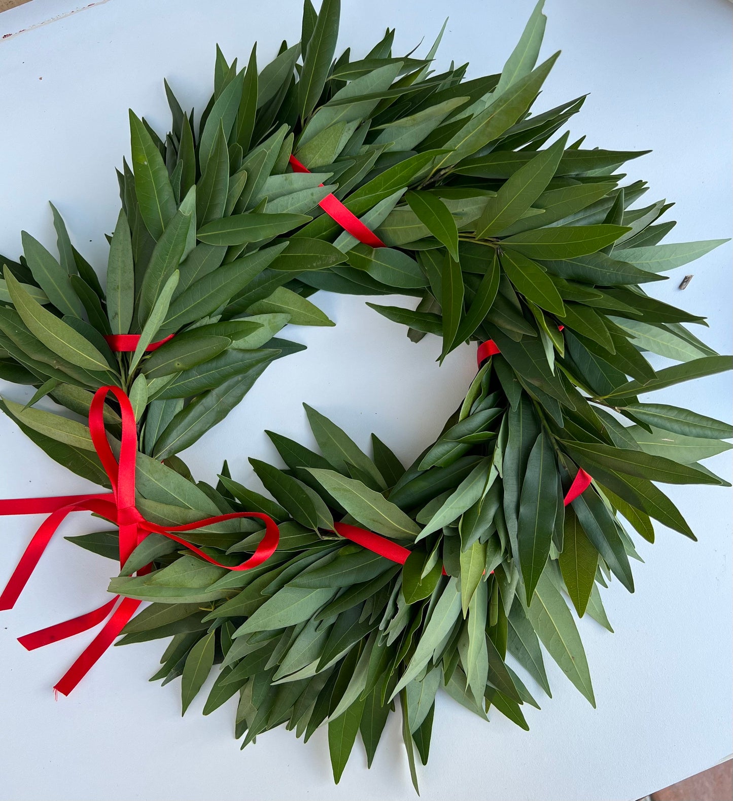 REAL Fresh Laurel Bayleaf Crown Greek Foliage Graduation red ribbon headpiece Italian Corona di Alloro College University Gift