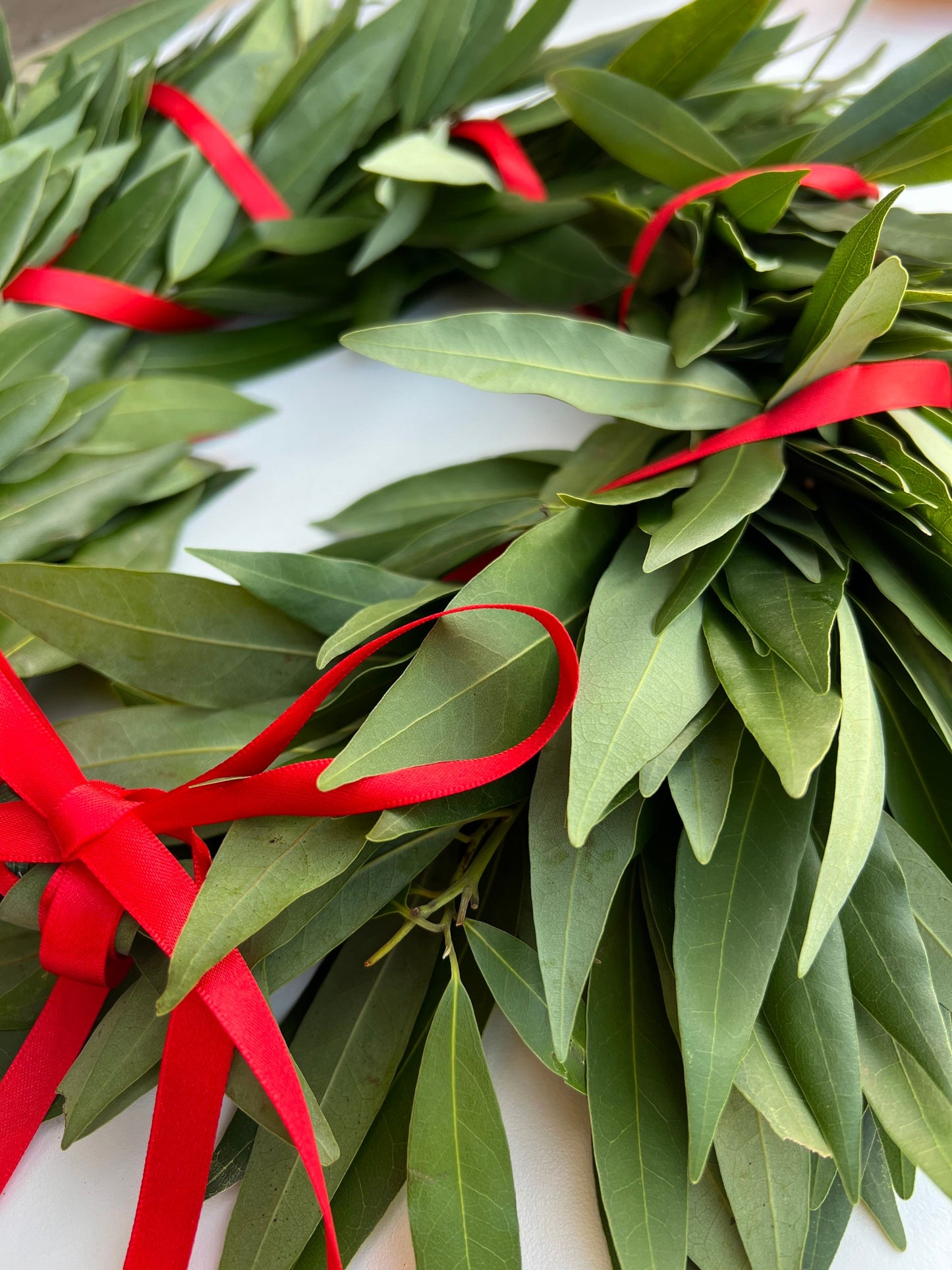 REAL Fresh Laurel Bayleaf Crown Greek Foliage Graduation red ribbon headpiece Italian Corona di Alloro College University Gift