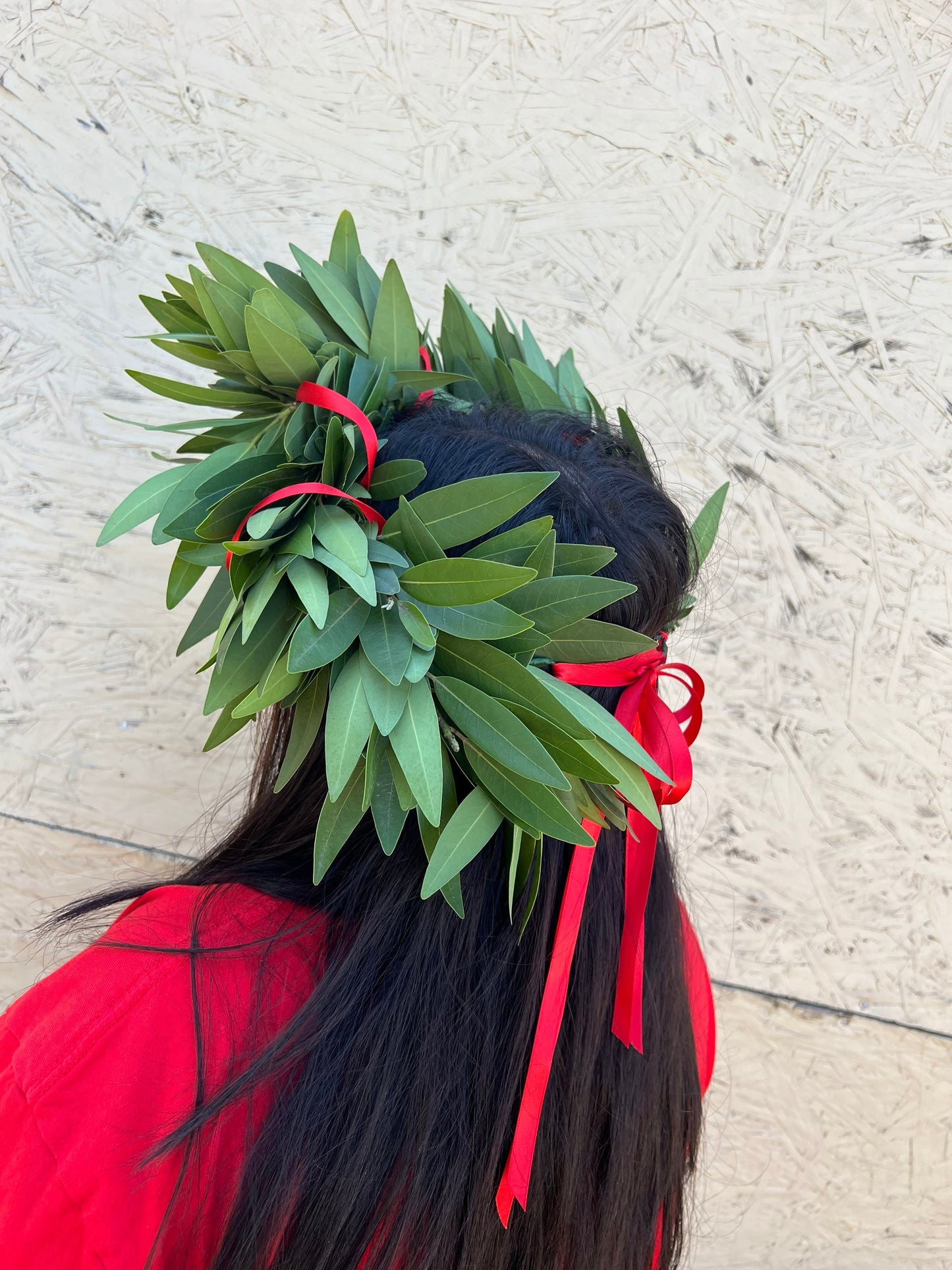 REAL Fresh Laurel Bayleaf Crown Greek Foliage Graduation red ribbon headpiece Italian Corona di Alloro College University Gift