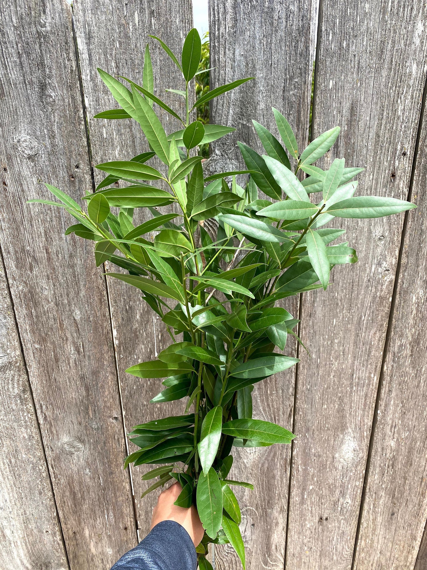 Fresh Bayleaf, Laurel Bunch for Home Decor, Party, Flowers, Greenery, Weeding, Aromatic, DIY, Thanksgiving, Centerpiece, Office, Kitchen