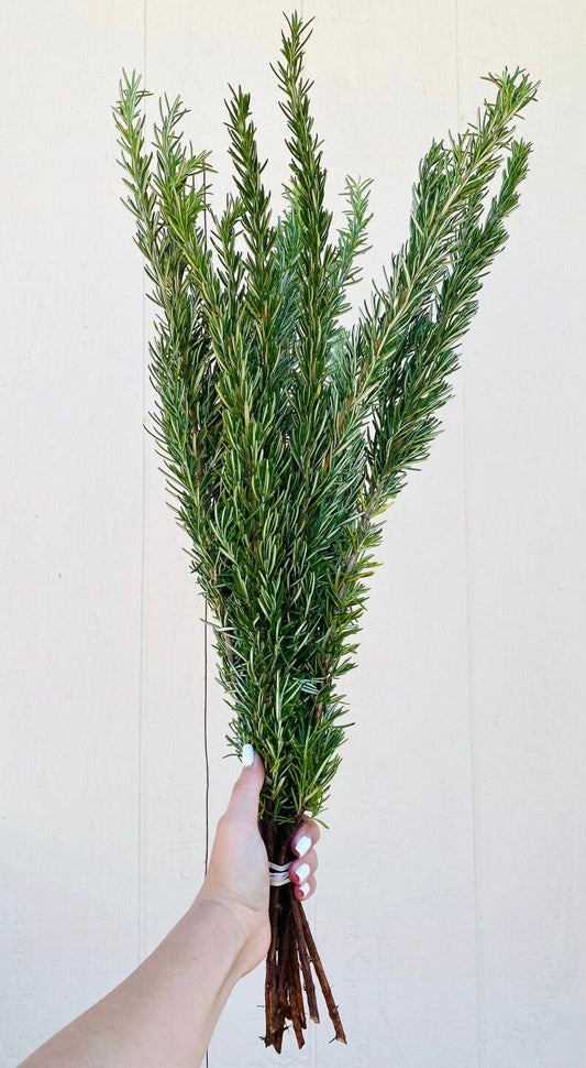 Fresh Rosemary Greenery Bunch for Home Bundle Decor and DIY Wedding, Aromatic, Herb, Aromatic, Spring Summer Greens, Shampoo, Cake