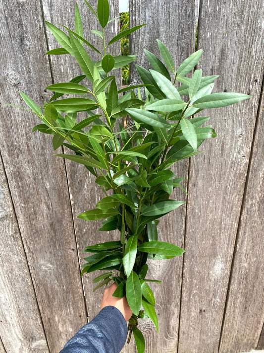 Fresh Bayleaf, Laurel Bunch for Home Decor, Party, Flowers, Greenery, Weeding, Aromatic, DIY, Thanksgiving, Centerpiece, Office, Kitchen